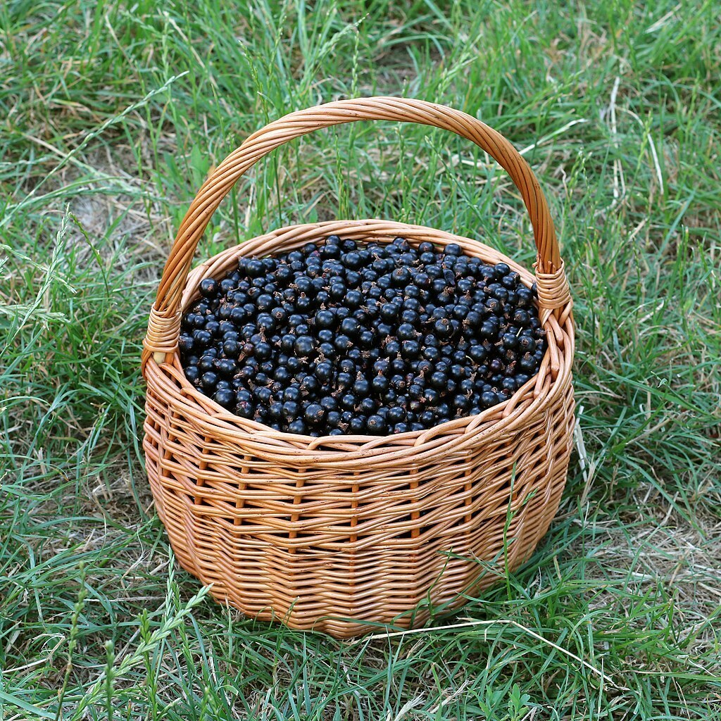 Землю я все же не купил. Хотя, в будущем возможно и куплю. А может и не куплю!