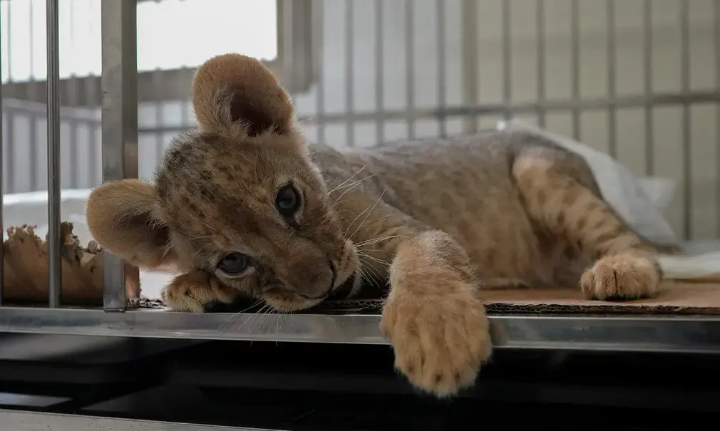 Фотографии выходного дня. Дикая природа.