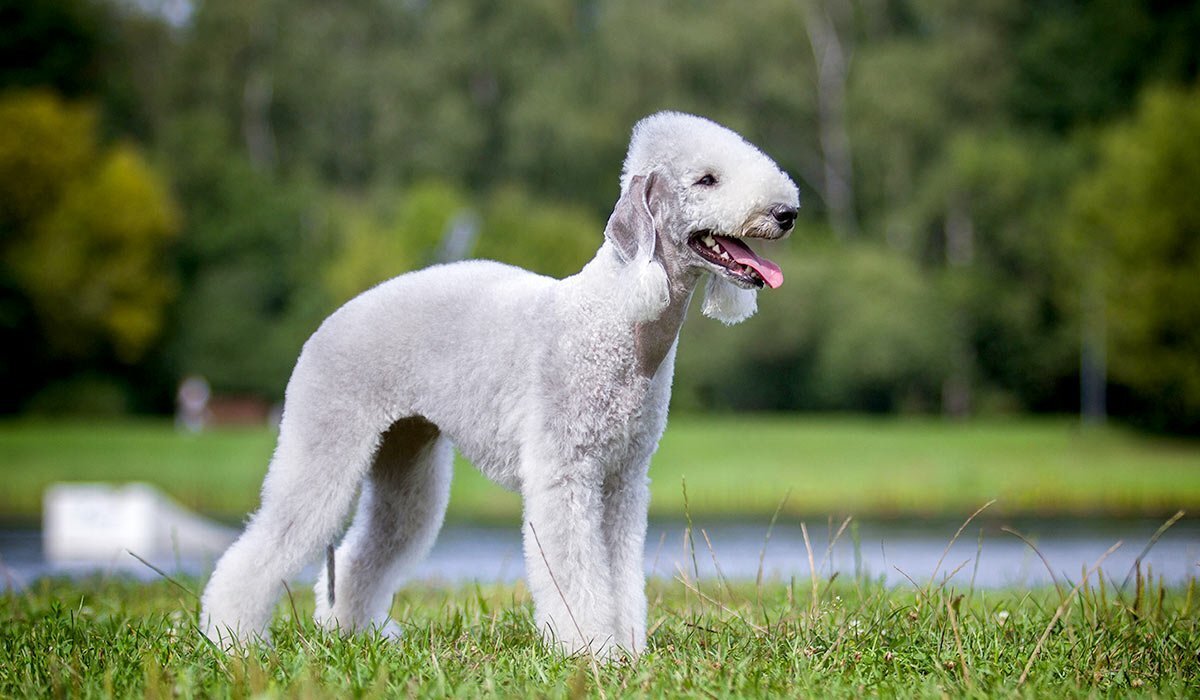 10 необычных пород собак, о которых вы могли не знать