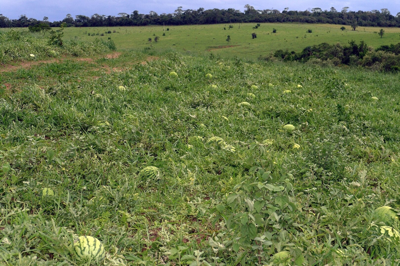 Землю я все же не купил. Хотя, в будущем возможно и куплю. А может и не куплю!