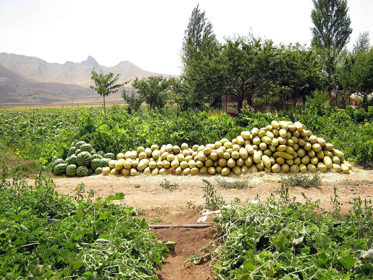 Землю я все же не купил. Хотя, в будущем возможно и куплю. А может и не куплю!