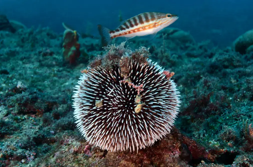 Фотографии выходного дня. Дикая природа.