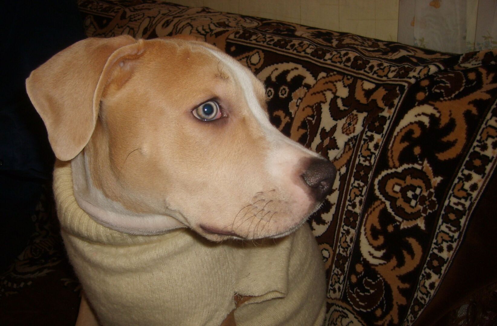 Может ли пёс найтись через год? Может. Реальная история о том, как собака целый год бежала из одного города в другой