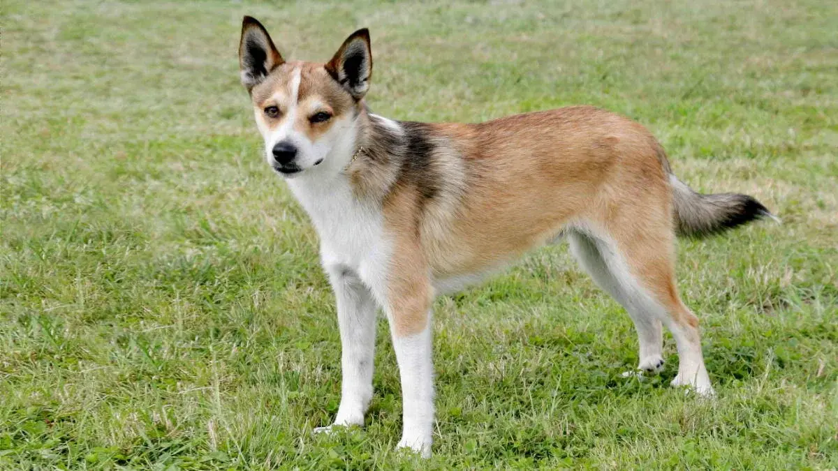 10 необычных пород собак, о которых вы могли не знать