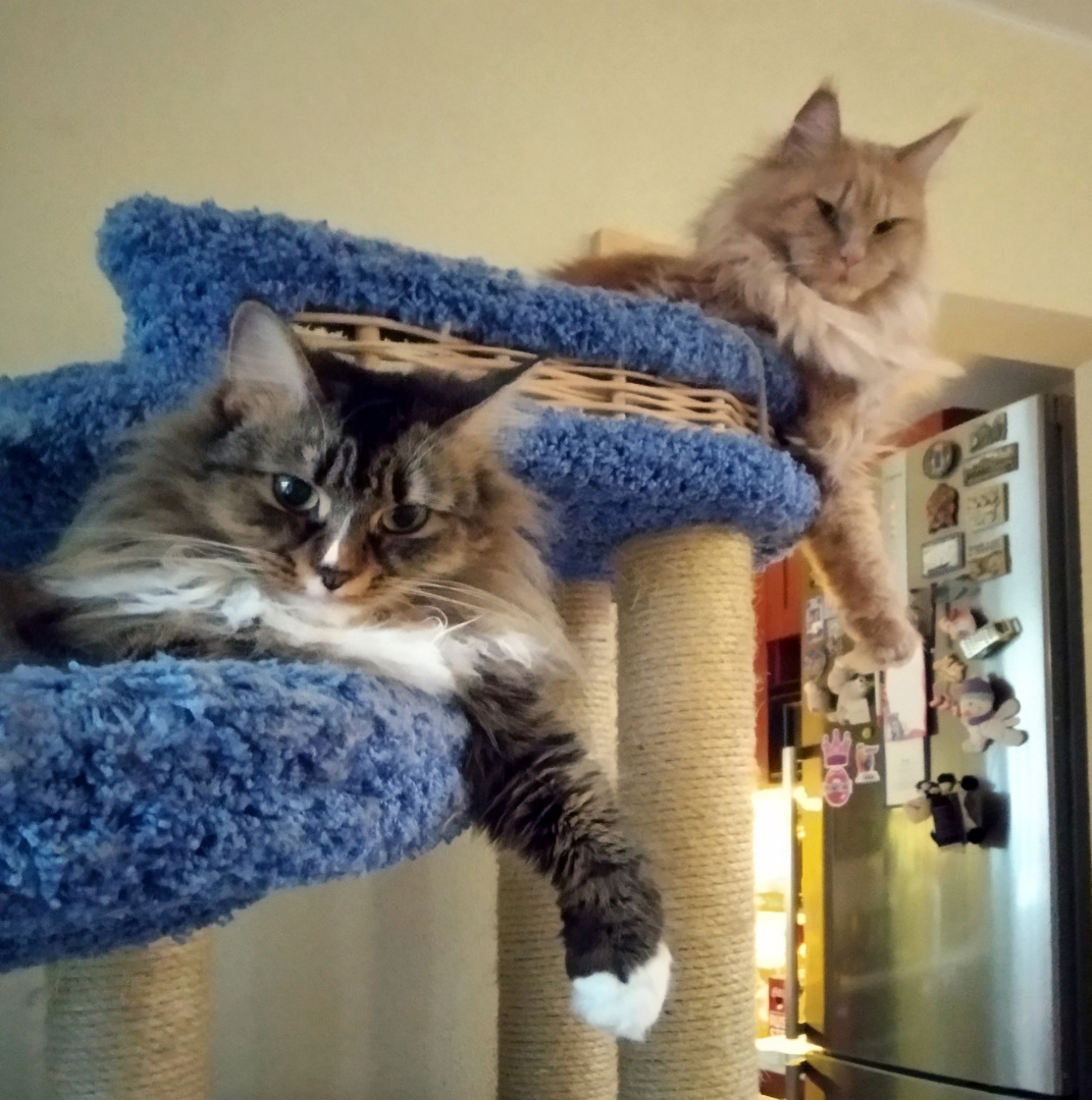 Сима вливается в коллектив