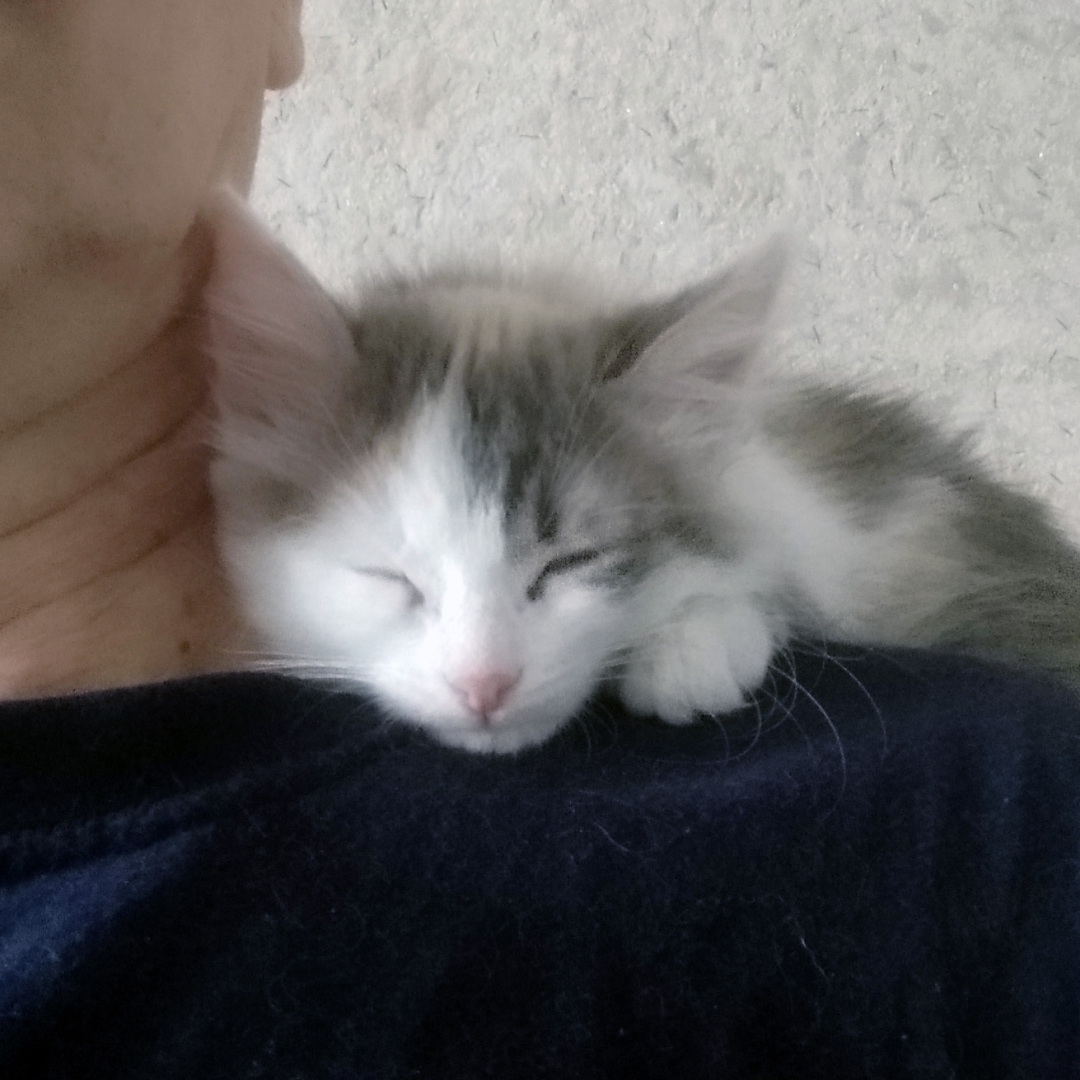 Сима вливается в коллектив