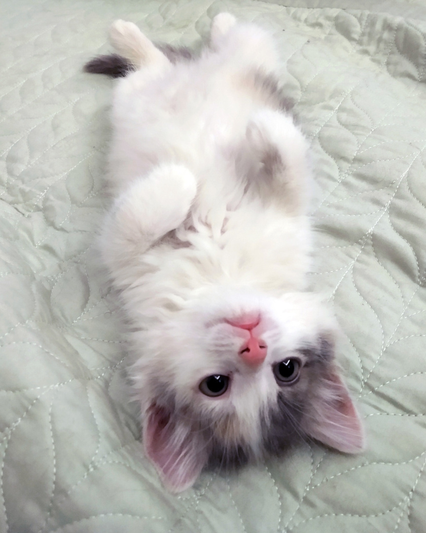 Сима вливается в коллектив