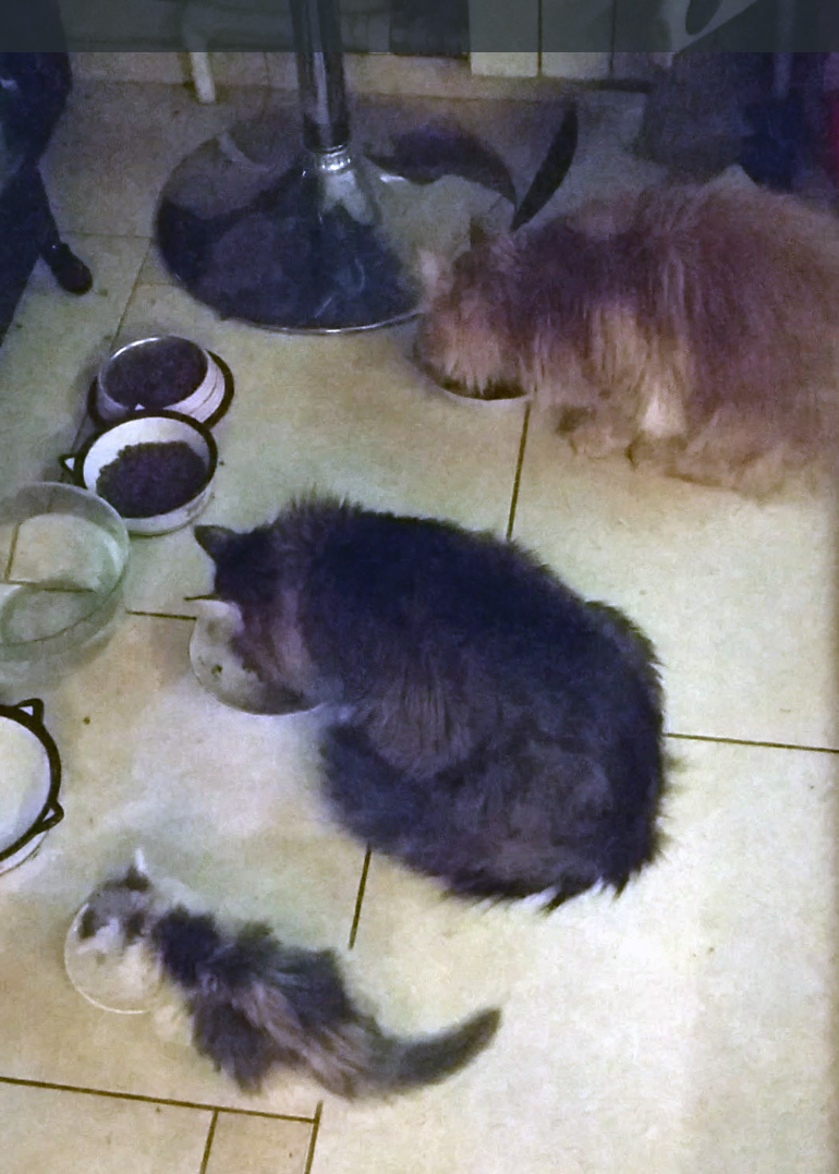 Сима вливается в коллектив