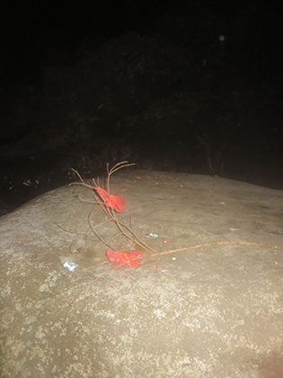 Исчезновение в джунглях Панамы. Что случилось с Крис Кремерс и Лисанн Фрон?