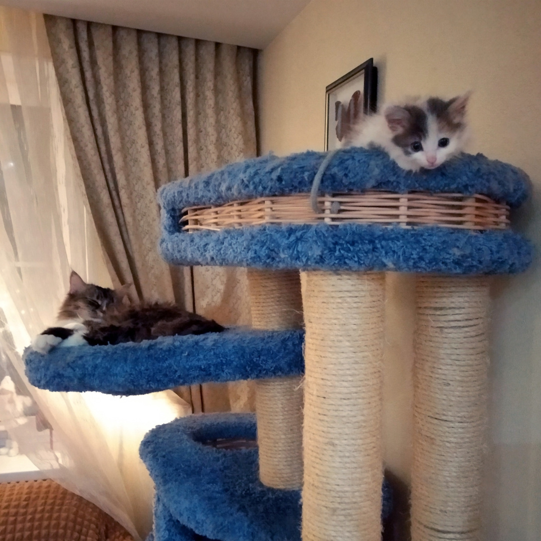 Сима вливается в коллектив