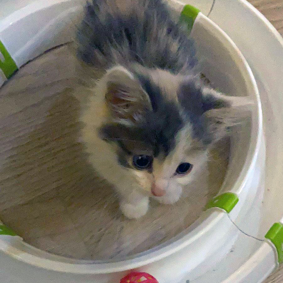 Сима вливается в коллектив