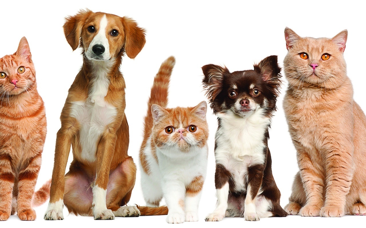 "Влияние домашних питомцев на детское развитие и социализацию"