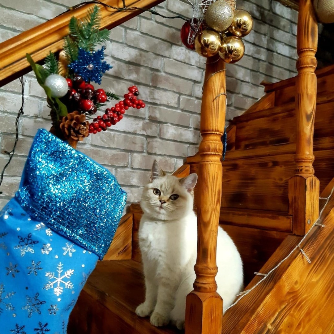 7 млн пожилых людей будут встречать Новый год в одиночестве