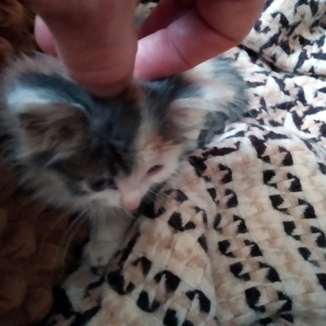 Сима вливается в коллектив