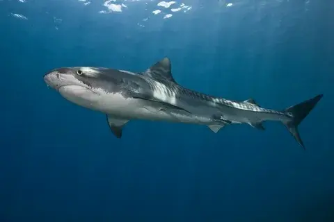 Битва эмбрионов В процессе беременности внутри тигровой акулы происходят настоящие баталии..