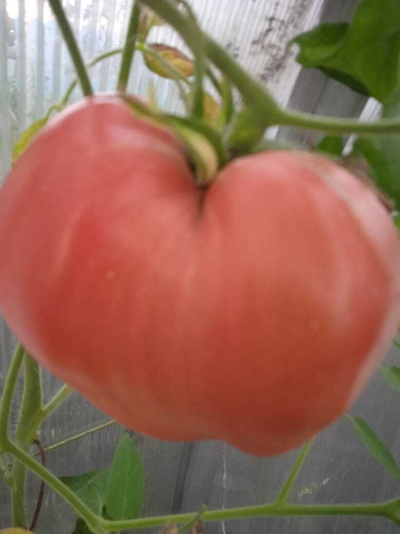 Как растянуть томатный сезон: делюсь своим опытом продления томатного сезона, как можно лакомиться свежими помидорами зимой.