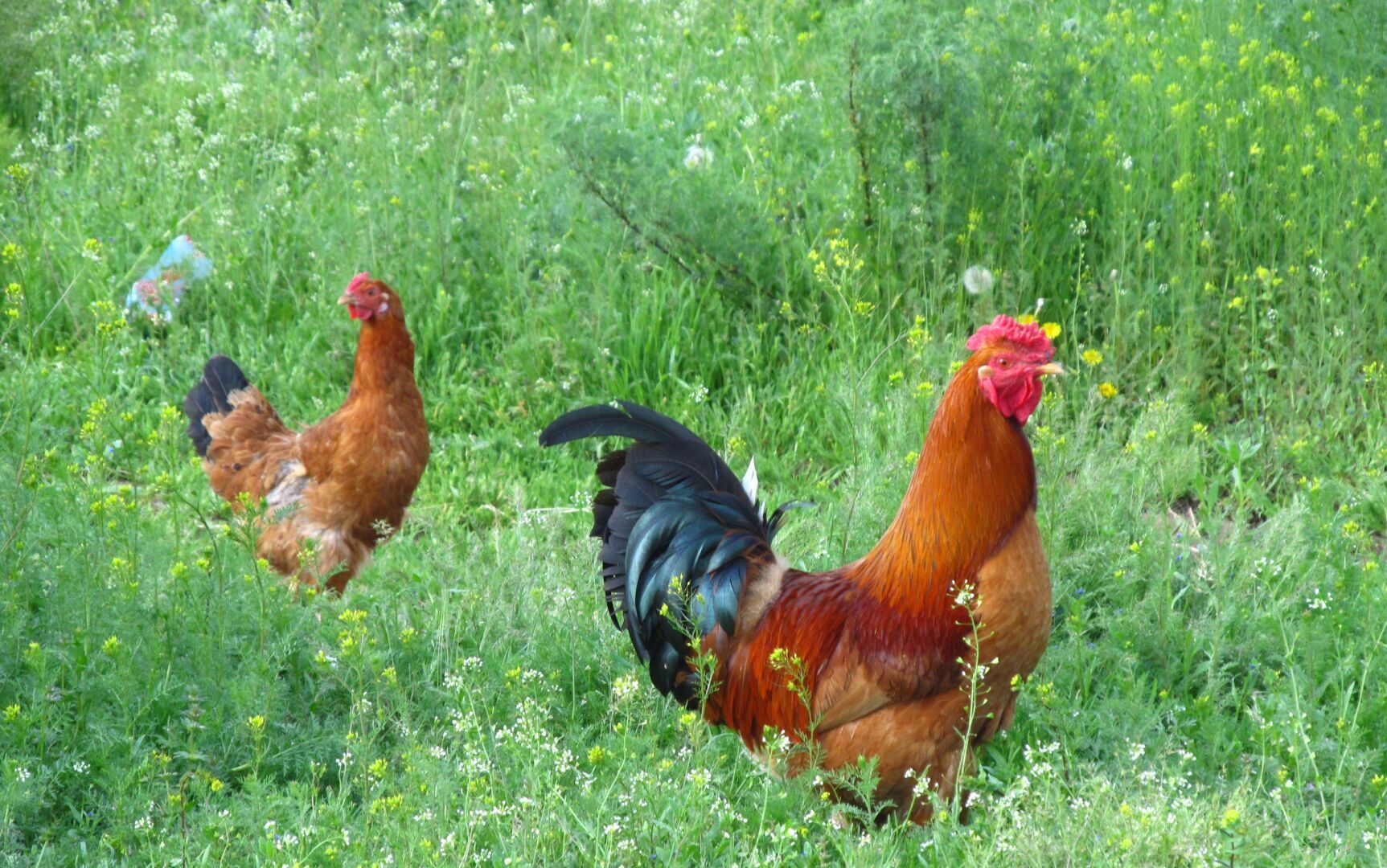 От русской глубинки муж-немец испытал шок, но сказал, что выучит язык и вернется