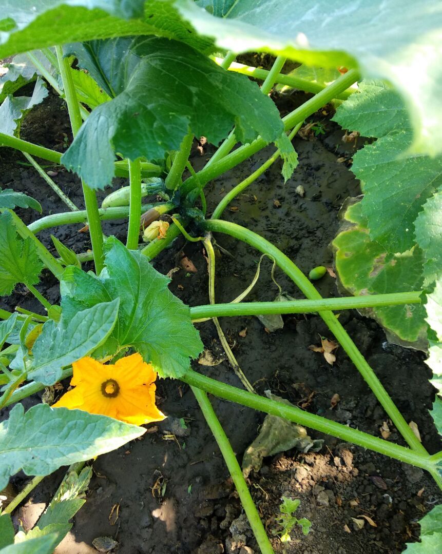 От русской глубинки муж-немец испытал шок, но сказал, что выучит язык и вернется