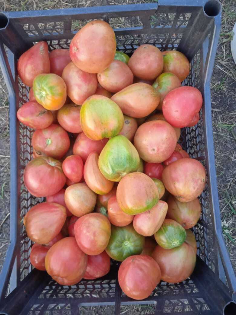 Сеньор Помидор: самый видный и пузатый краснощекий овощ на моей грядке. Мои любимые сорта и самые любимые заготовки на зиму из томатов.