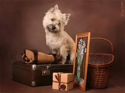 Дама сдавала в багаж. Детская передача Будильник
