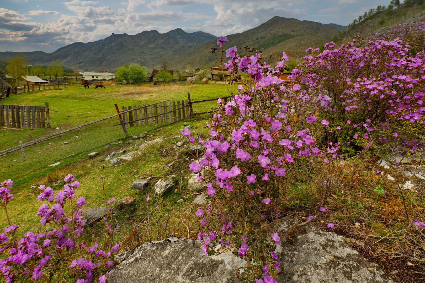 Каждый май отправляемся в Горный Алтай полюбоваться красотой сибирской сакуры