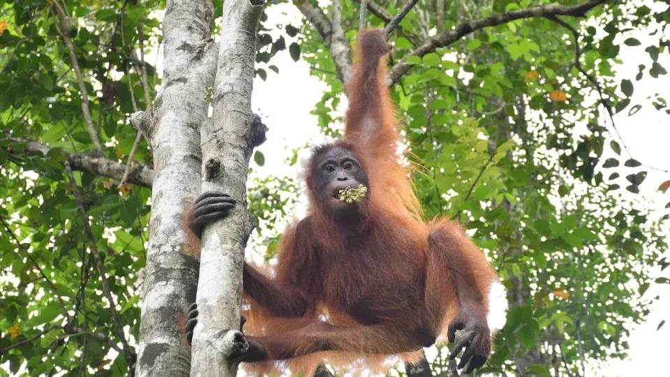 "История Таймура: От Травмированного Детеныша к Великой Свободе"