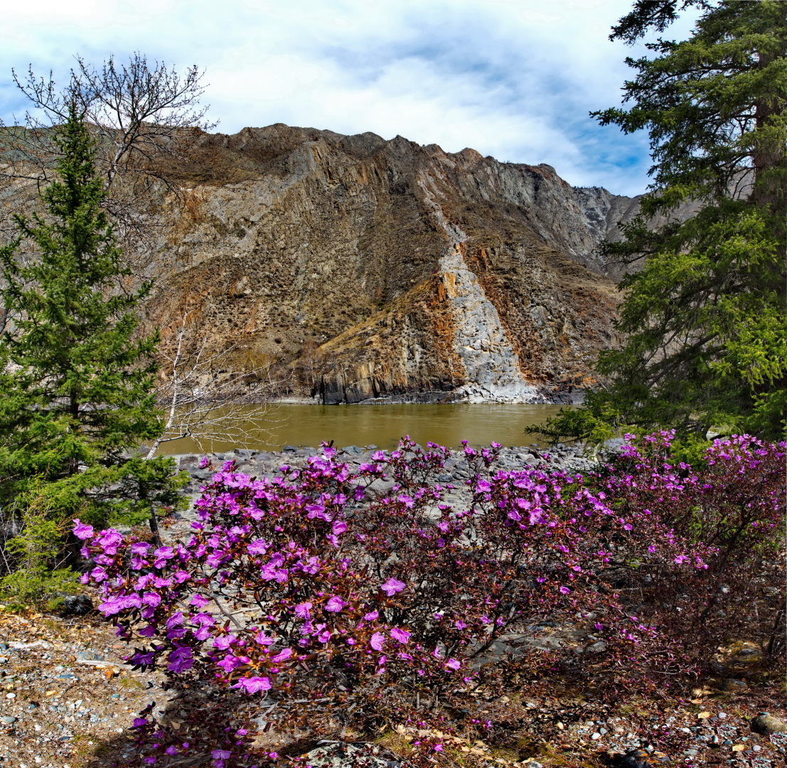 Каждый май отправляемся в Горный Алтай полюбоваться красотой сибирской сакуры