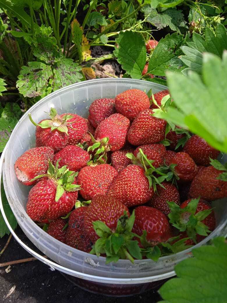 Преображение моей дачи: как из шести соток создать райский плодоносящий сад и цветущий уголок, делюсь своим опытом.