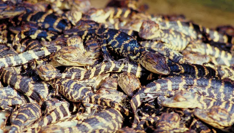 Любовь! А как у них?