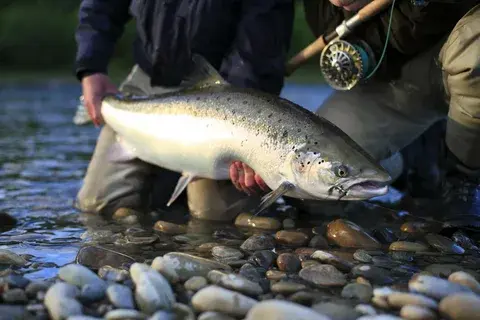 Какая рыба самая вкусная в России: рейтинг популярных видов