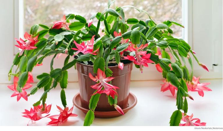 Рождественский кактус! А как же за ним ухаживать?