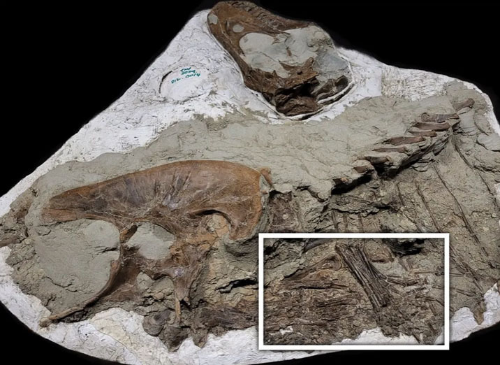 Последней пищей тираннозавра были два детеныша динозавров