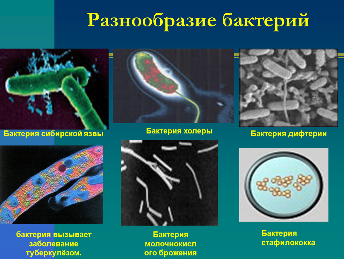 Бактерии примеры заболеваний