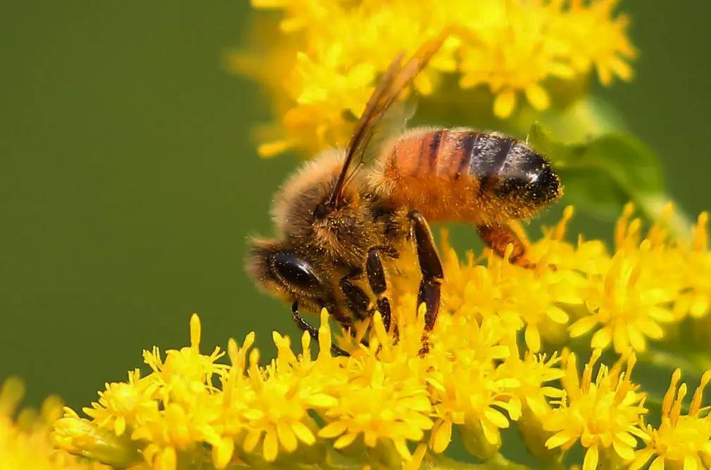 Фотографии выходного дня. Дикая природа. 10 декабря.