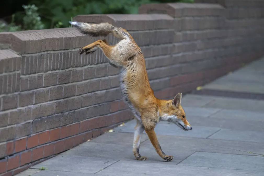 Фотографии выходного дня. Дикая природа. 10 декабря.