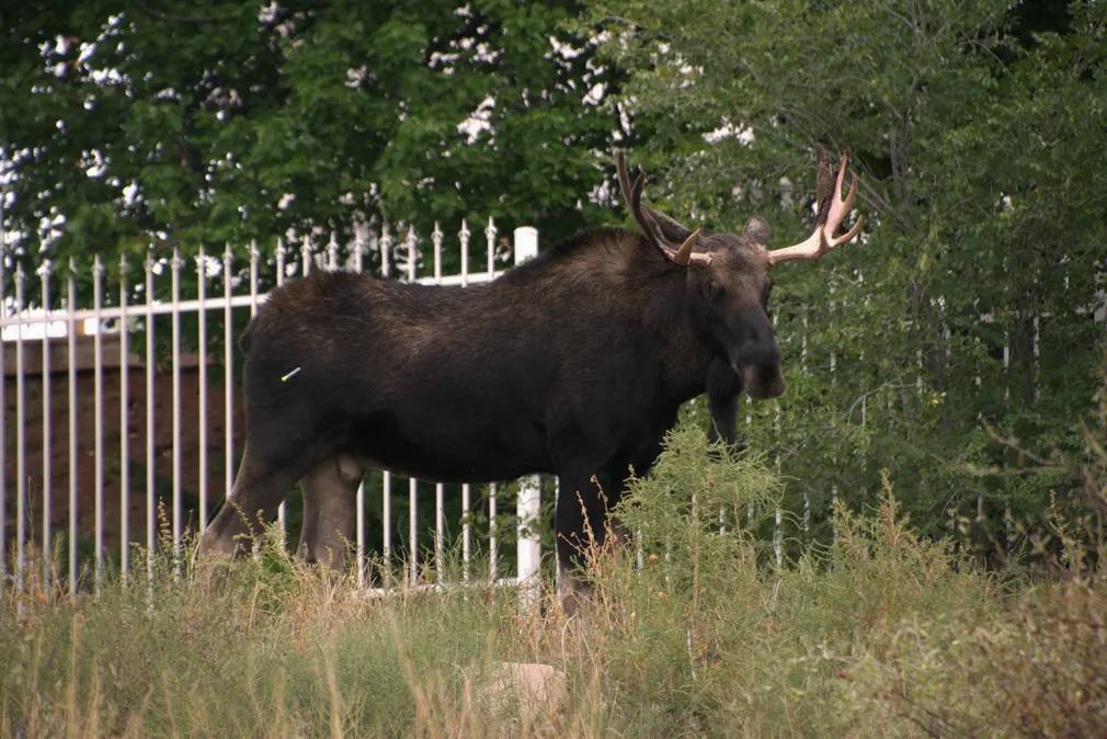 Фотографии выходного дня. Дикая природа. 10 декабря.