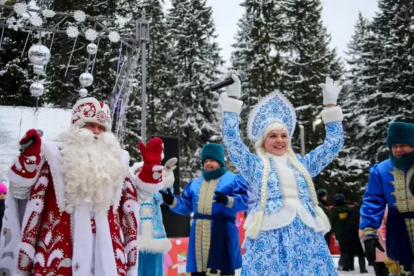 Как выглядит главная ель страны высотой 25 метров, которую спилили в Подмосковье