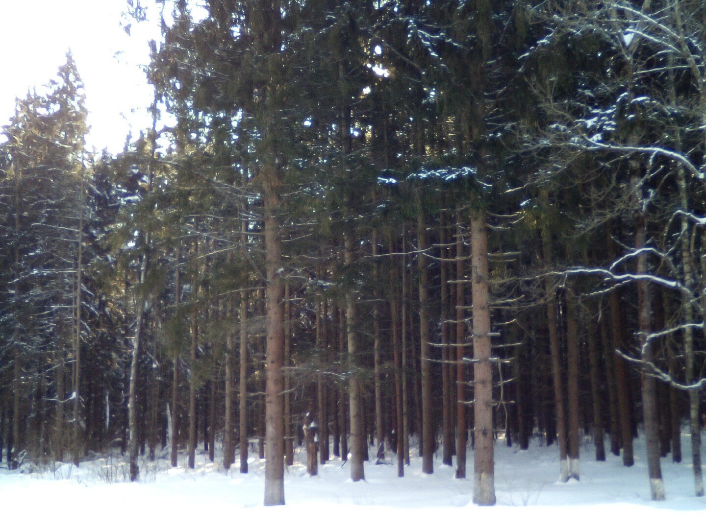 «Заблудились» в трёх соснах