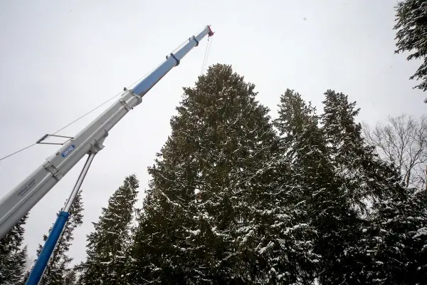 Как выглядит главная ель страны высотой 25 метров, которую спилили в Подмосковье