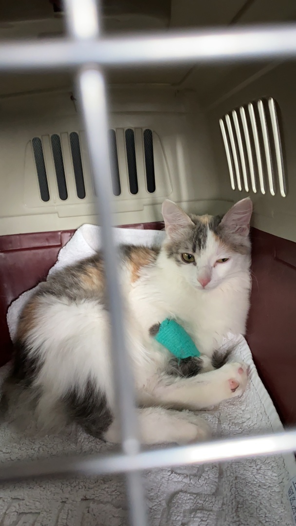 Первый признак того, что с животным что-то не в порядке, это отказ от еды. Или история о том, как Сима заболела и чуть не умерла.