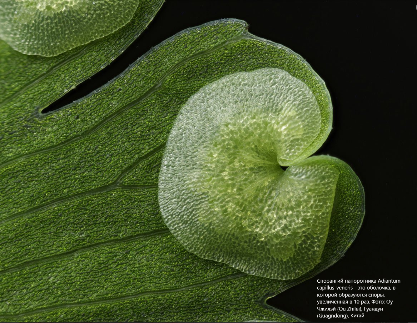 Невидимые чудеса. Погружение в таинственный микромир