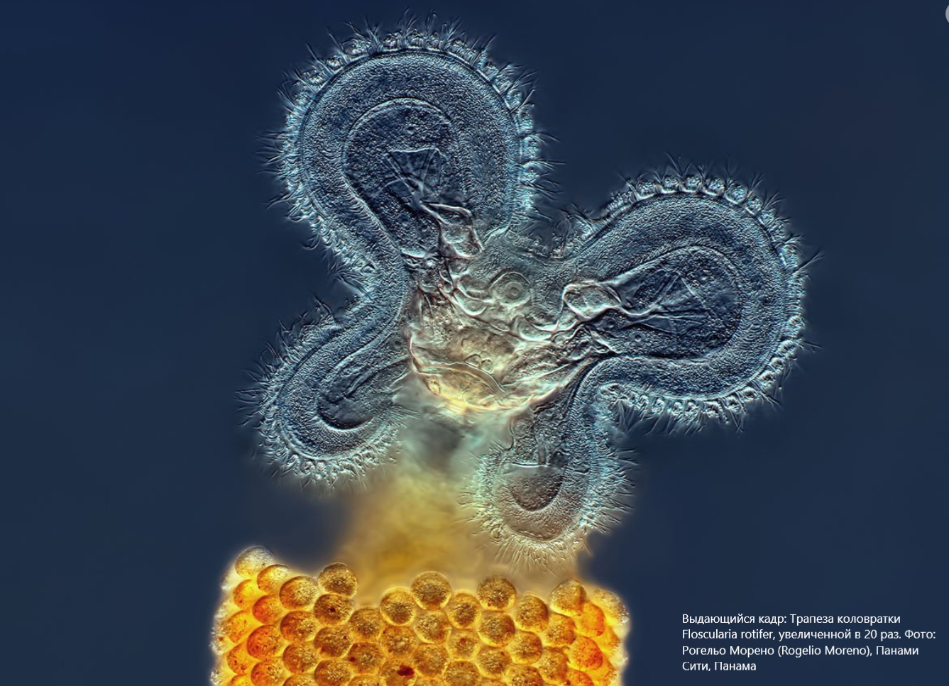 Невидимые чудеса. Погружение в таинственный микромир