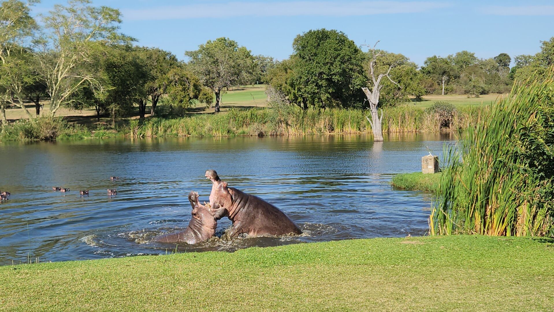 "Необычный Гольф: Встреча с Дикой Природой в Сердце Национального Парка Крюгера"