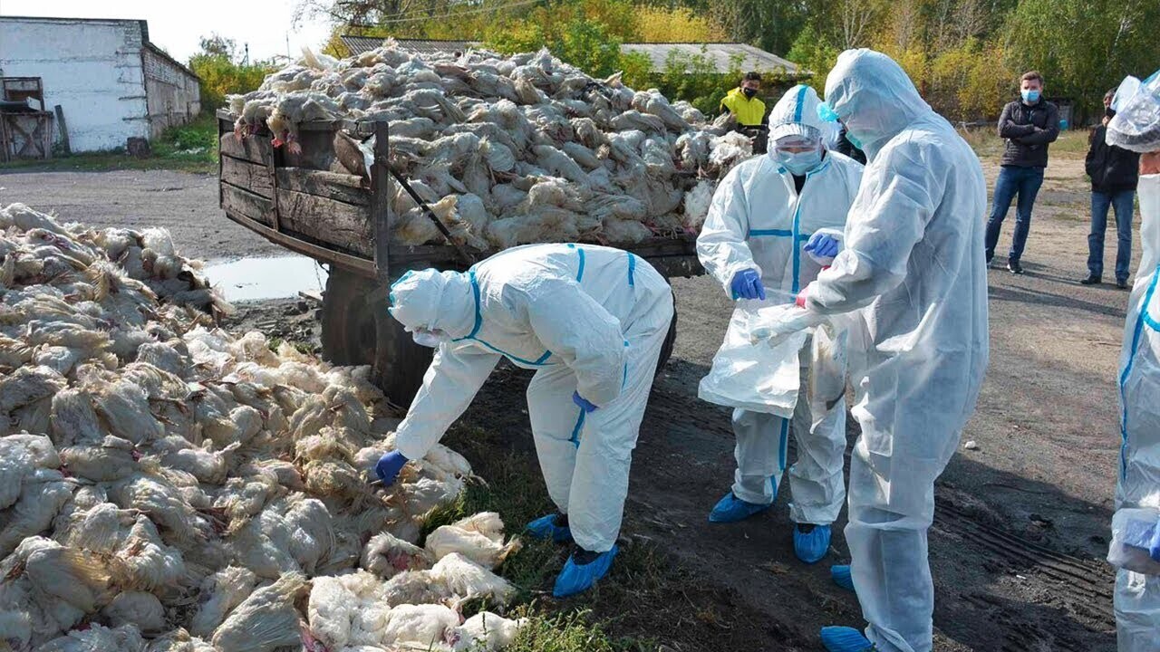 "Птичий грипп все еще вызывает хаос. Вот последние новости".