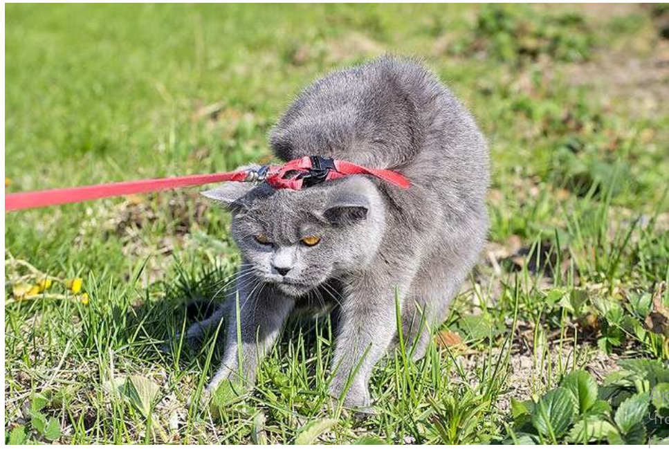 Как Муська хозяина себе искала
