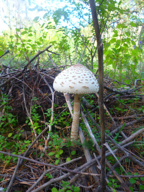 Люблю фотографировать родную природу! Особенно, когда выезжаем на Дон