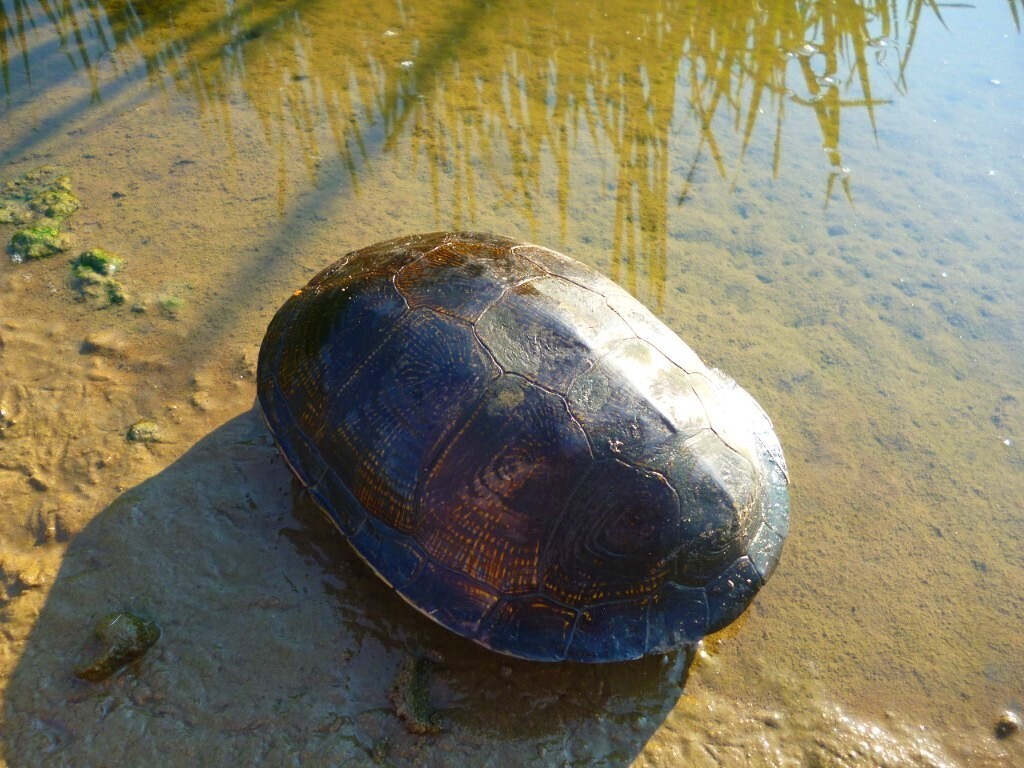 Люблю фотографировать родную природу! Особенно, когда выезжаем на Дон