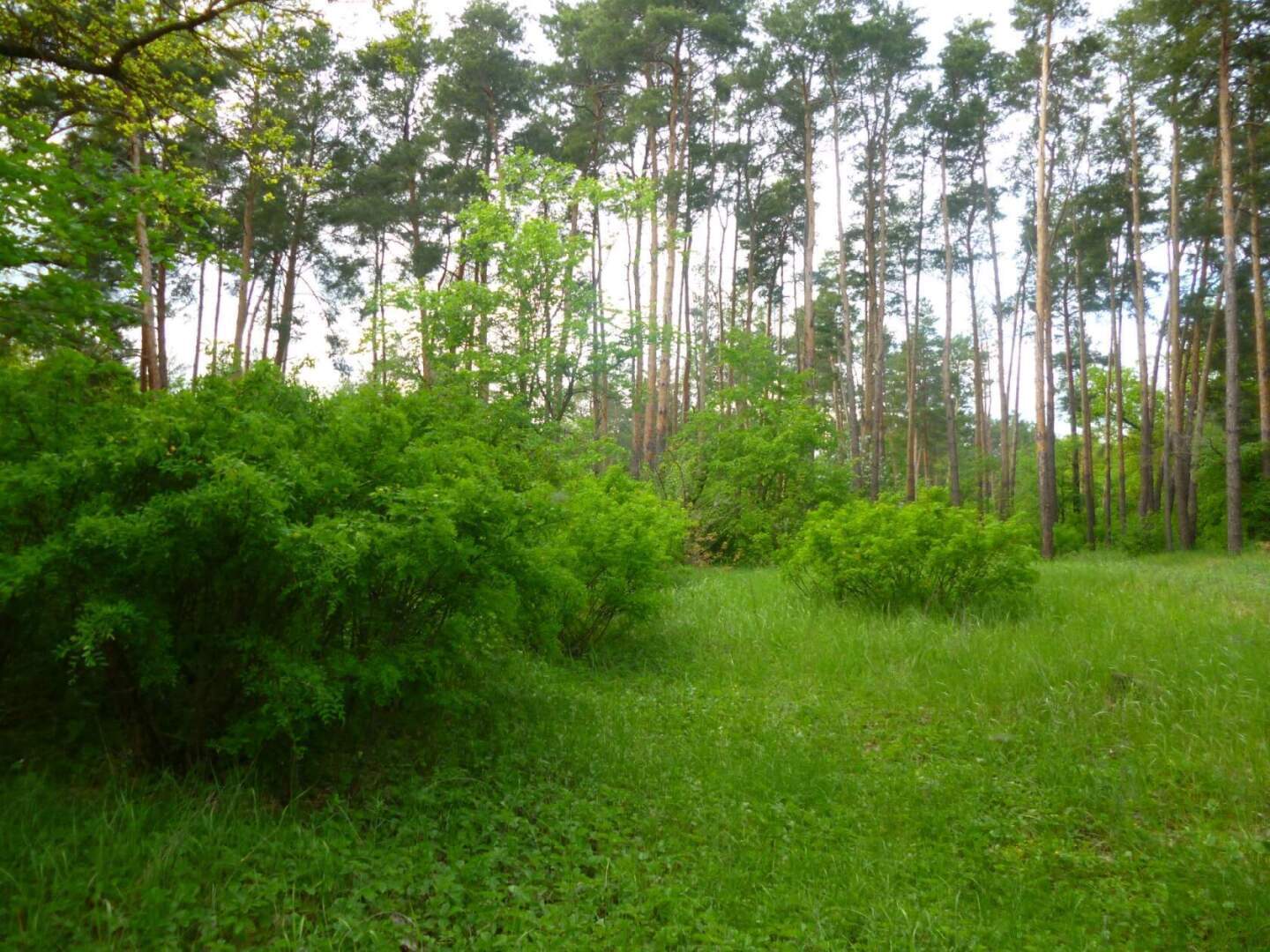 Люблю фотографировать родную природу! Особенно, когда выезжаем на Дон