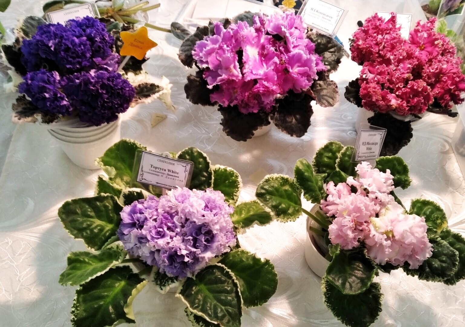 Чарующая красота фиалок. Заглянем вместе на вставку в зимний день, чтобы полюбоваться цветущим раем