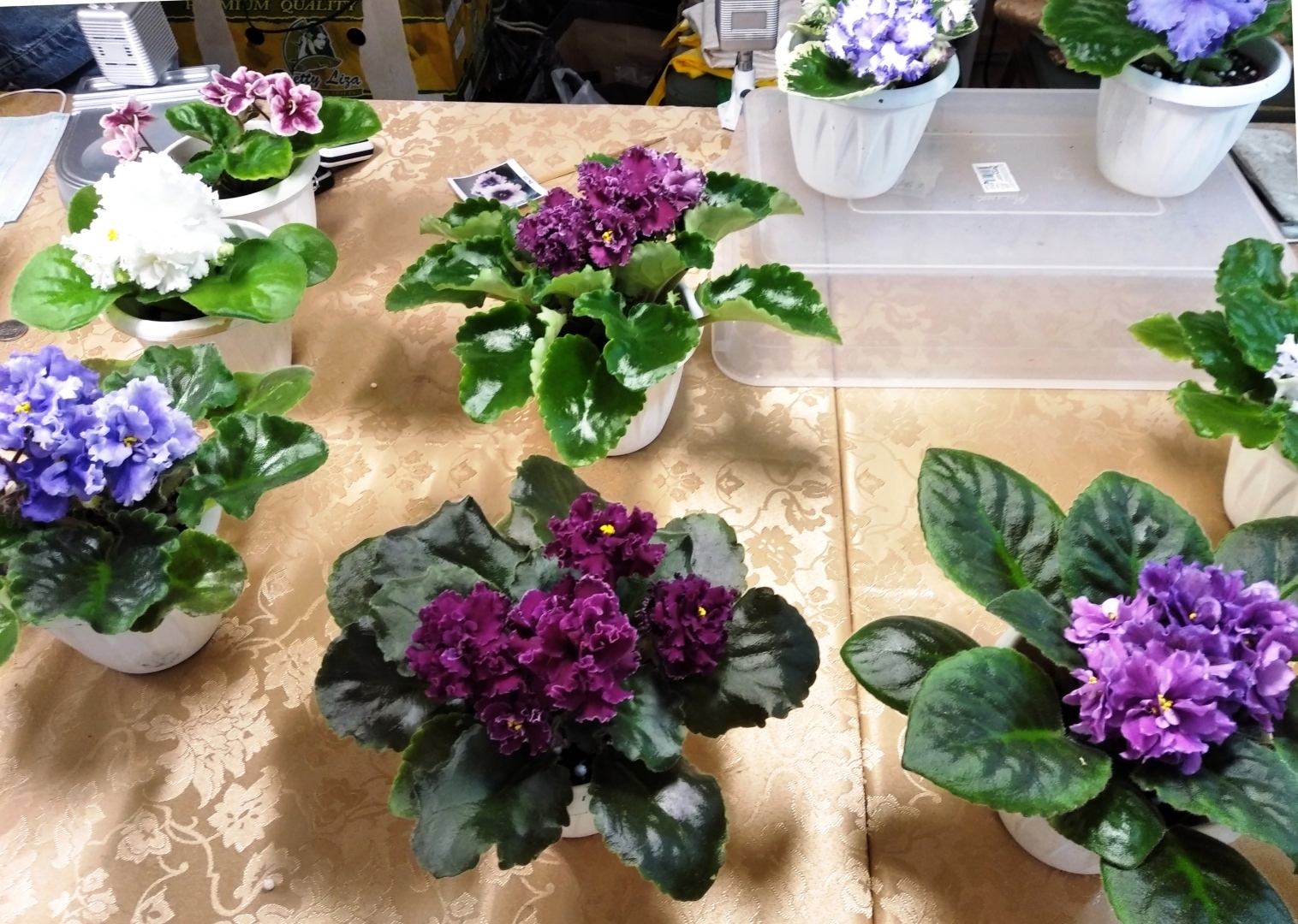 Чарующая красота фиалок. Заглянем вместе на вставку в зимний день, чтобы полюбоваться цветущим раем